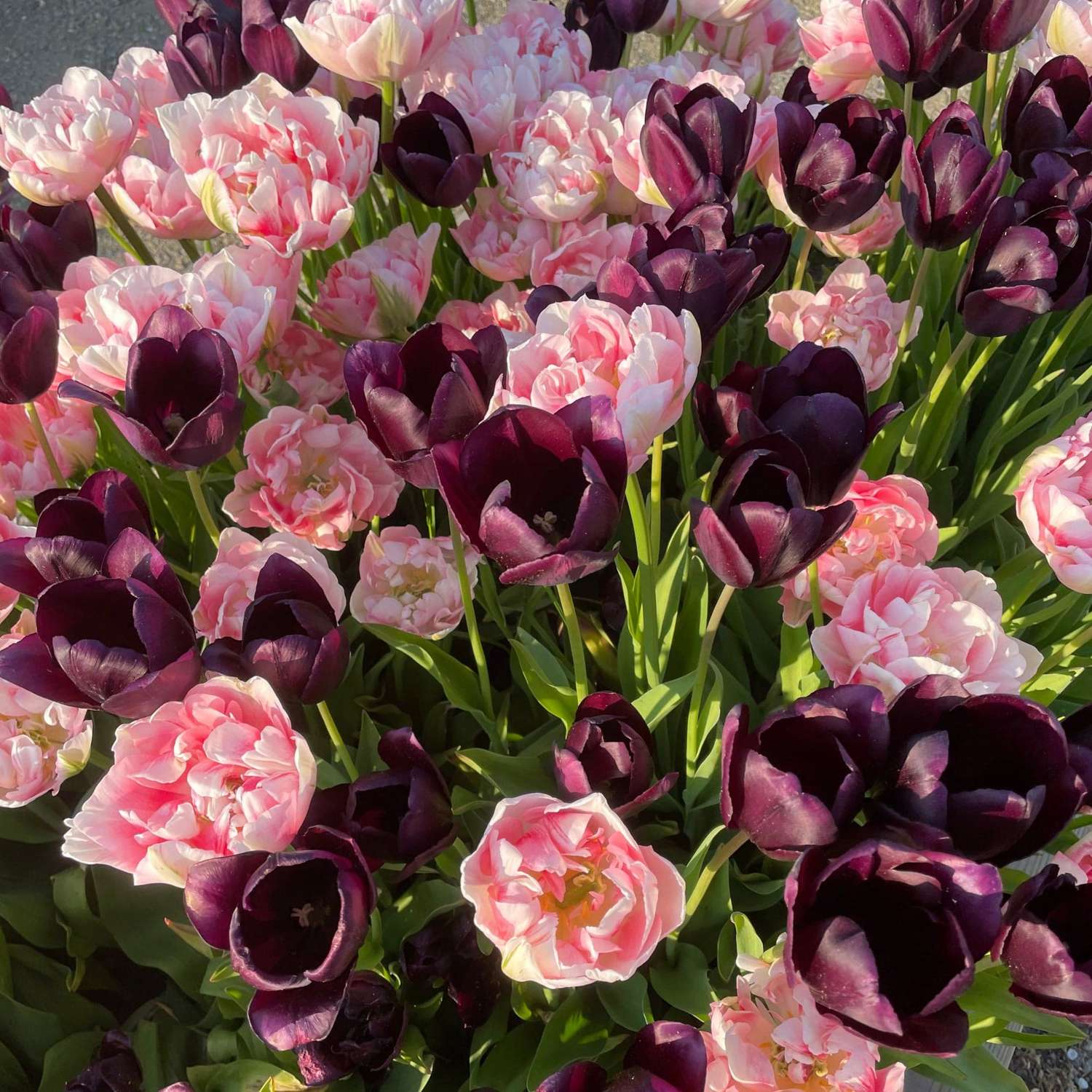 Tulppaanisekoitus 'Isabella'